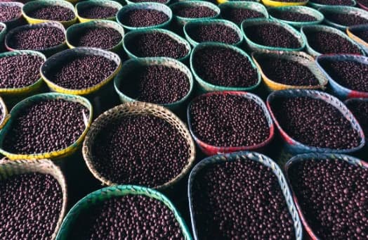 Cestos de açaí recém-colhido